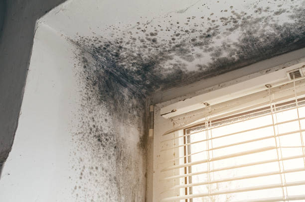 Affordable Mold Removal solutions in Red Bank, NJ